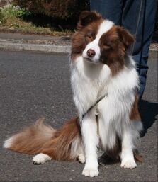 red border collie breeders